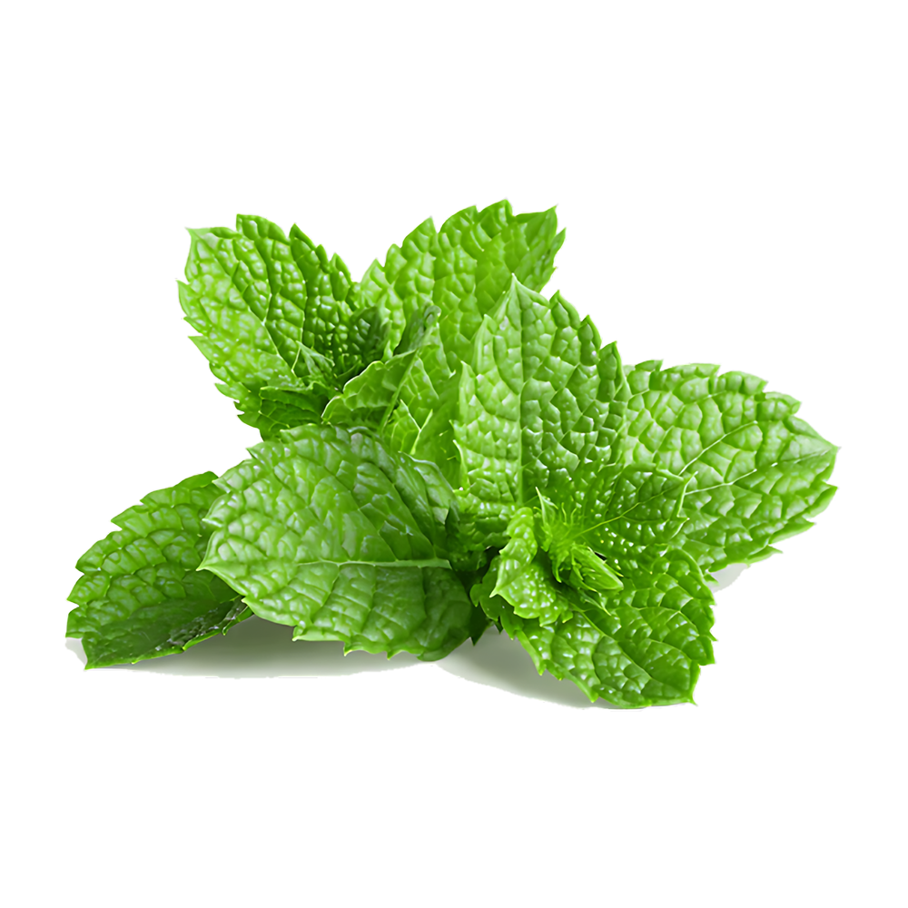 MINT(Poodhina) (Bunch)
